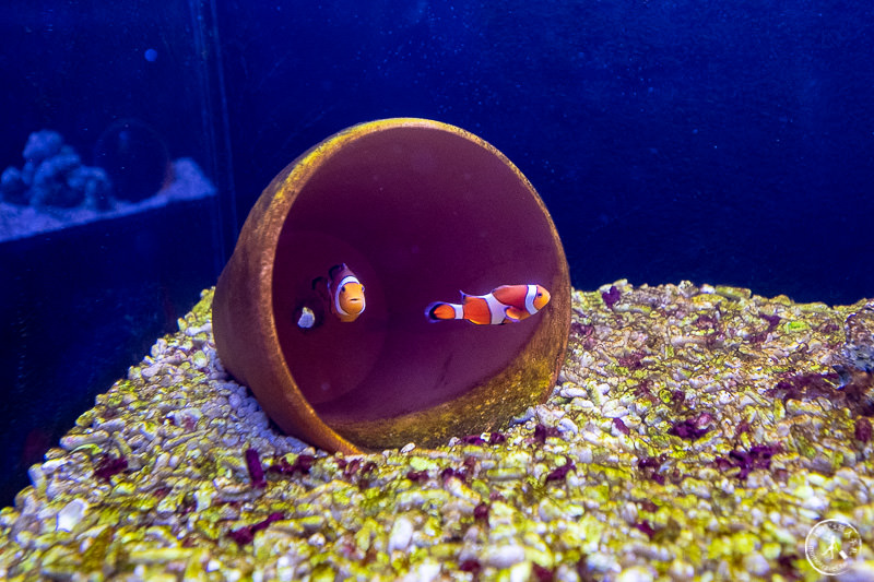 宜蘭景點》金車生技水產養殖研發中心│鯊魚透明觀景台