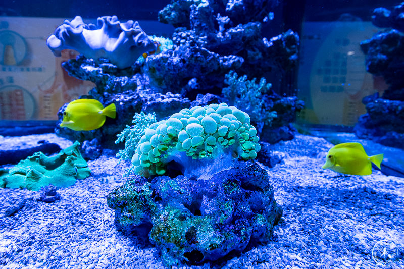 宜蘭景點》金車生技水產養殖研發中心│鯊魚透明觀景台