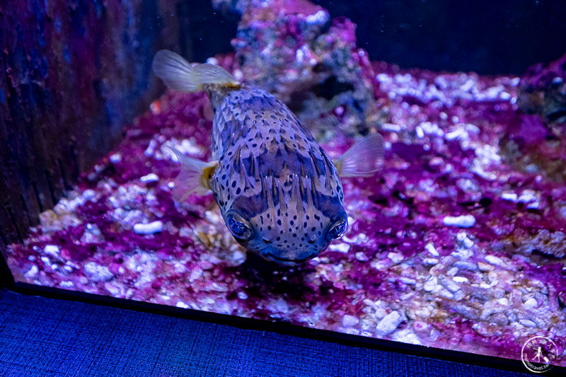 宜蘭景點》金車生技水產養殖研發中心│鯊魚透明觀景台