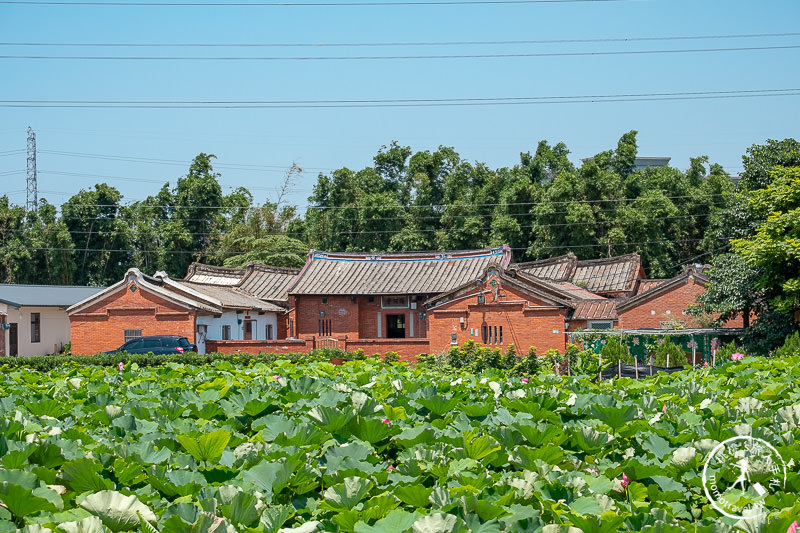 2019桃園觀音蓮花季│活動日期/交通/周邊賞花拍照點推薦