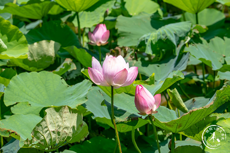 2019桃園觀音蓮花季│活動日期/交通/周邊賞花拍照點推薦