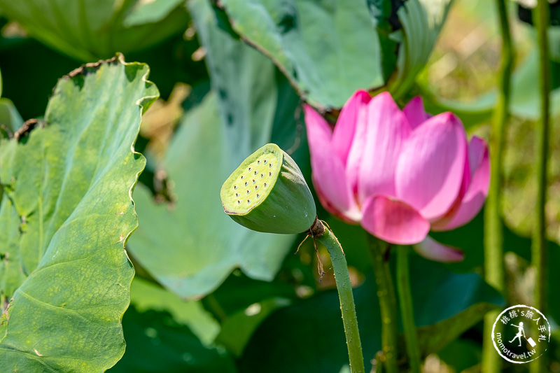 2019桃園觀音蓮花季│活動日期/交通/周邊賞花拍照點推薦