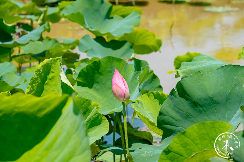 2019桃園觀音蓮花季│活動日期/交通/周邊賞花拍照點推薦