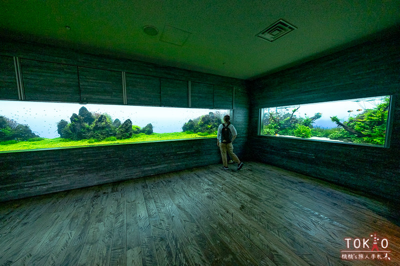 東京景點》墨田水族館半日遊│藏在晴空塔裡的海洋世界