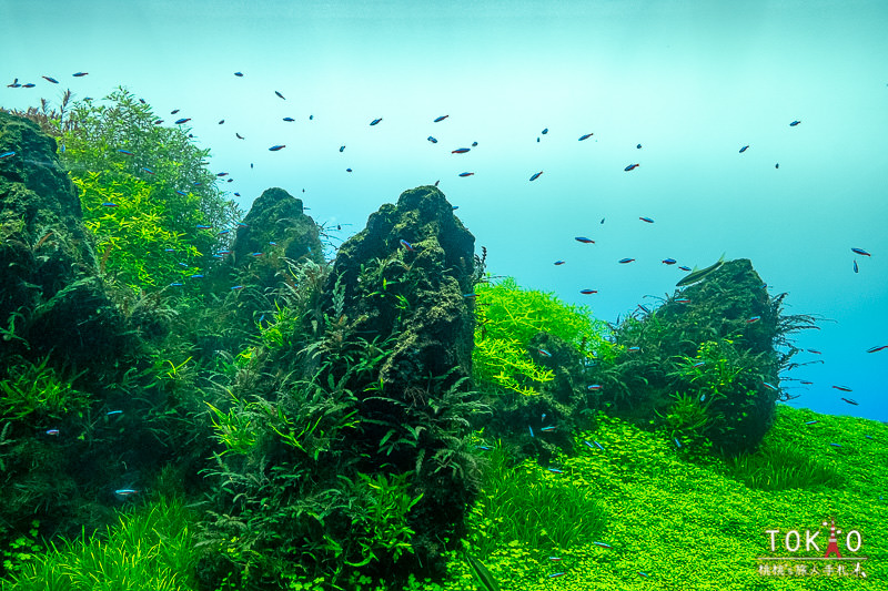 東京景點》墨田水族館半日遊│藏在晴空塔裡的海洋世界