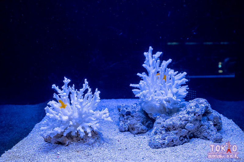 東京景點》墨田水族館半日遊│藏在晴空塔裡的海洋世界