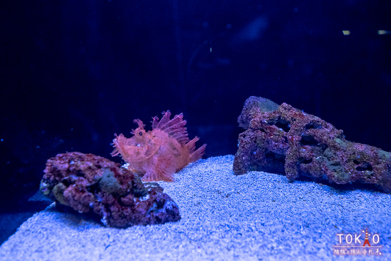 東京景點》墨田水族館半日遊│藏在晴空塔裡的海洋世界