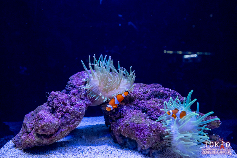 東京景點》墨田水族館半日遊│藏在晴空塔裡的海洋世界