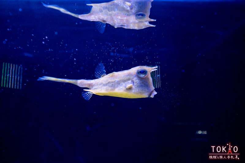 東京景點》墨田水族館半日遊│藏在晴空塔裡的海洋世界