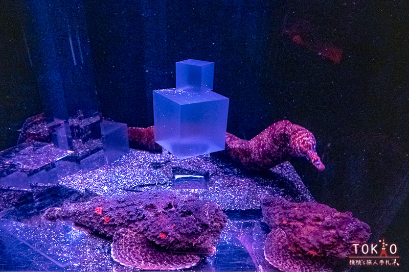 東京景點》墨田水族館半日遊│藏在晴空塔裡的海洋世界