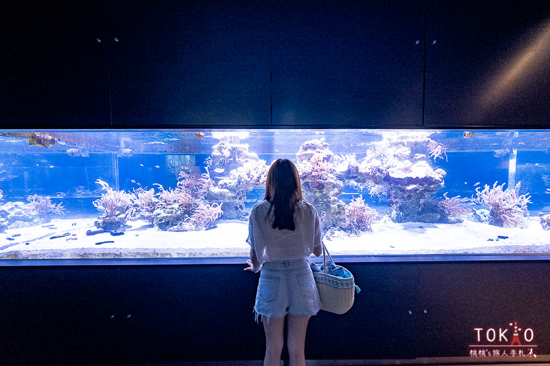 東京景點》墨田水族館半日遊│藏在晴空塔裡的海洋世界