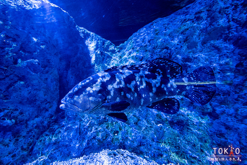 東京景點》墨田水族館半日遊│藏在晴空塔裡的海洋世界