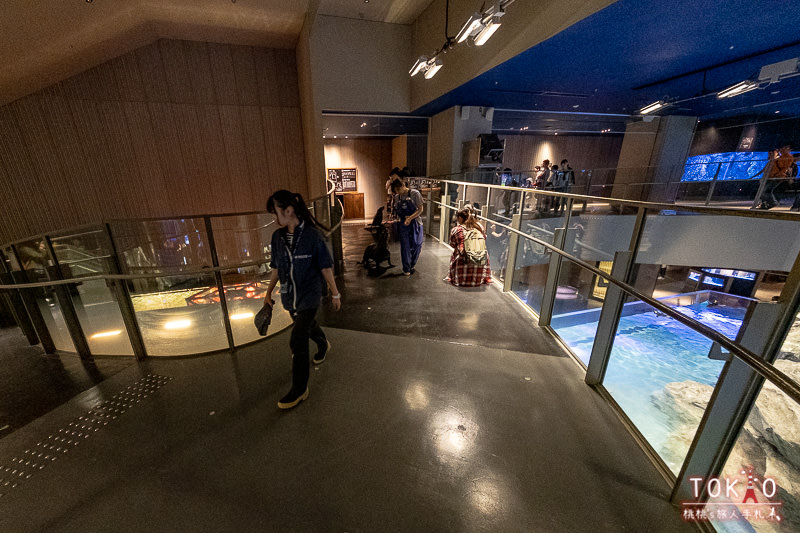 東京景點》墨田水族館半日遊│藏在晴空塔裡的海洋世界