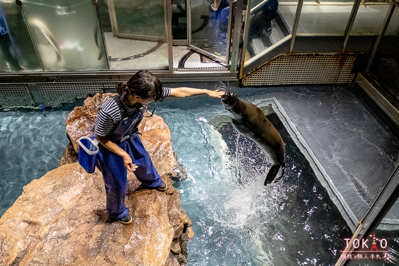 東京景點》墨田水族館半日遊│藏在晴空塔裡的海洋世界