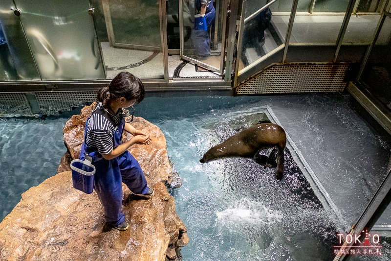 東京景點》墨田水族館半日遊│藏在晴空塔裡的海洋世界