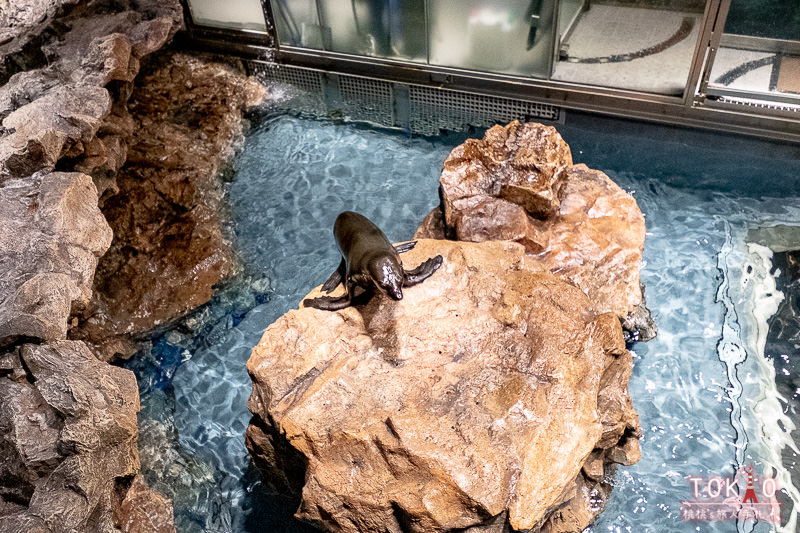 東京景點》墨田水族館半日遊│藏在晴空塔裡的海洋世界