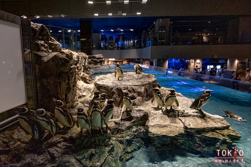 東京景點》墨田水族館半日遊│藏在晴空塔裡的海洋世界