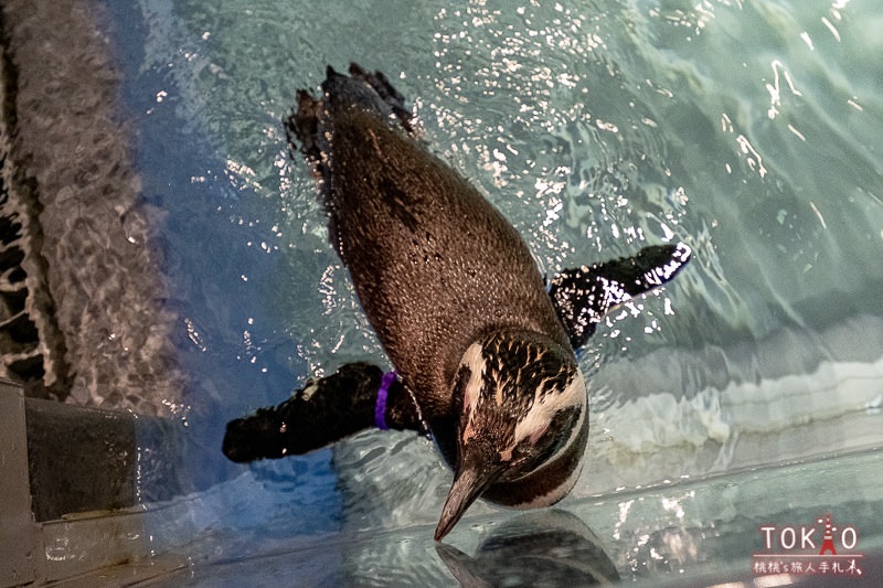 東京景點》墨田水族館半日遊│藏在晴空塔裡的海洋世界