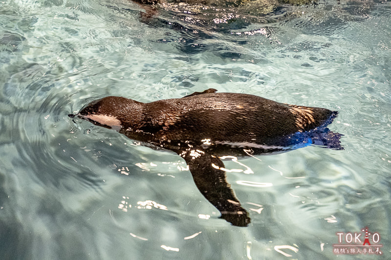 東京景點》墨田水族館半日遊│藏在晴空塔裡的海洋世界