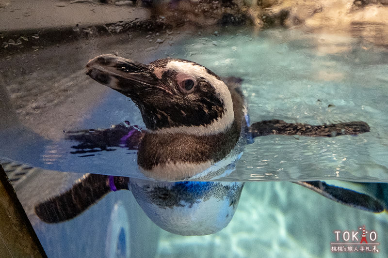 東京景點》墨田水族館半日遊│藏在晴空塔裡的海洋世界