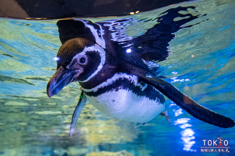 東京景點》墨田水族館半日遊│藏在晴空塔裡的海洋世界