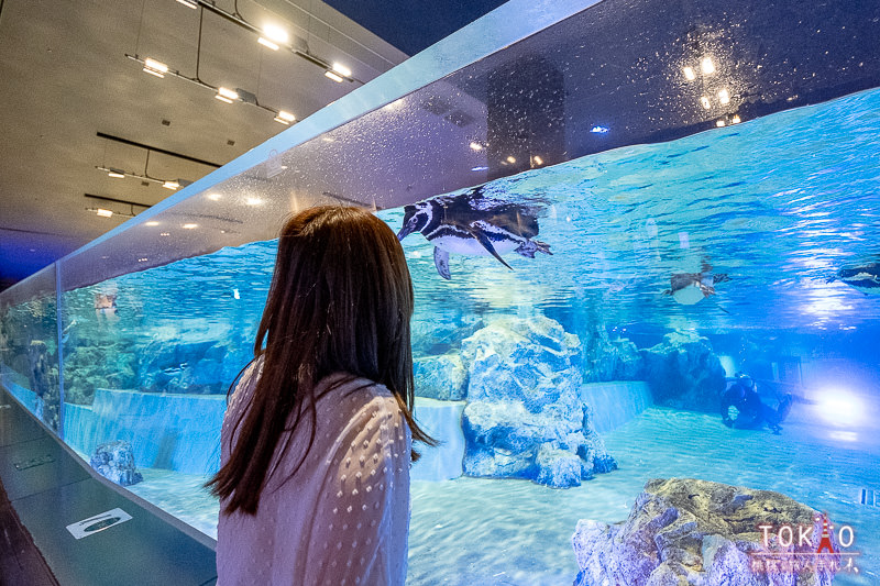 東京景點》墨田水族館半日遊│藏在晴空塔裡的海洋世界