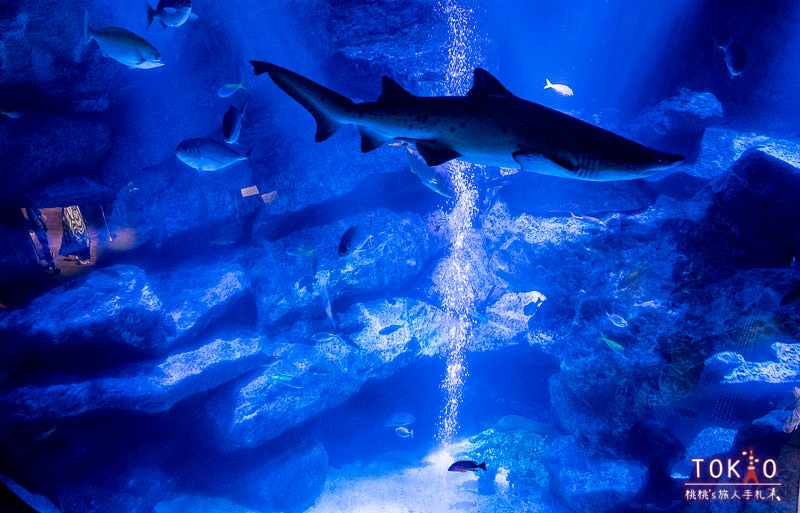 東京景點》墨田水族館半日遊│藏在晴空塔裡的海洋世界