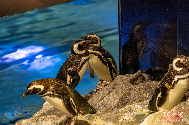 東京景點》墨田水族館半日遊│藏在晴空塔裡的海洋世界