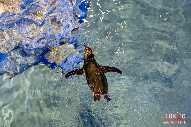 東京景點》墨田水族館半日遊│藏在晴空塔裡的海洋世界