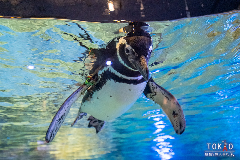 東京景點》墨田水族館半日遊│藏在晴空塔裡的海洋世界