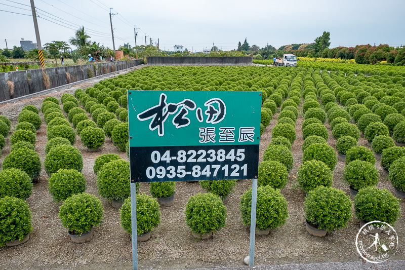 彰化景點》台版波波草花園│田尾小路這片圓滾滾綠球必拍！