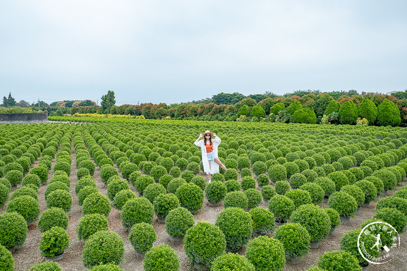 彰化景點》台版波波草花園│田尾小路這片圓滾滾綠球必拍！