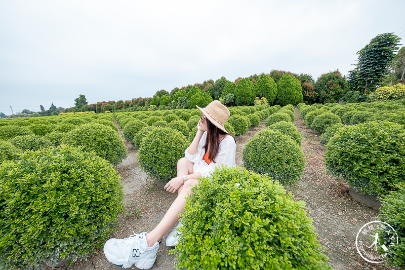 彰化景點》台版波波草花園│田尾小路這片圓滾滾綠球必拍！