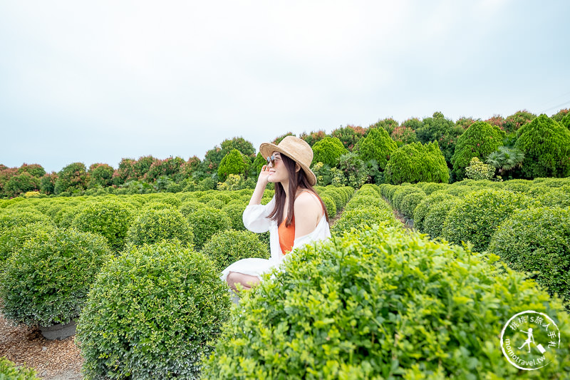 彰化景點》台版波波草花園│田尾小路這片圓滾滾綠球必拍！