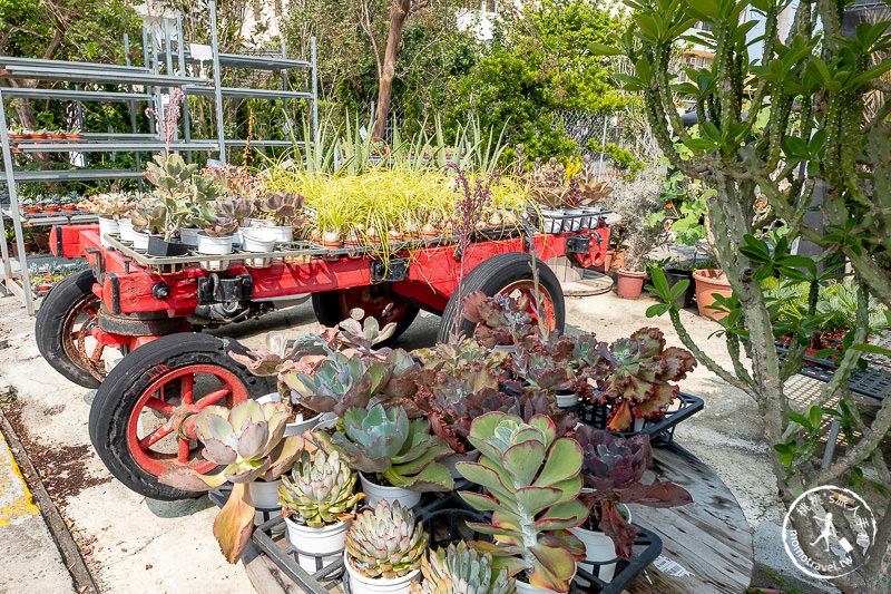 彰化景點》綠果庭院Green Life│多肉植物樂園×乾燥花拍照小屋 田尾公路花園這站要停！