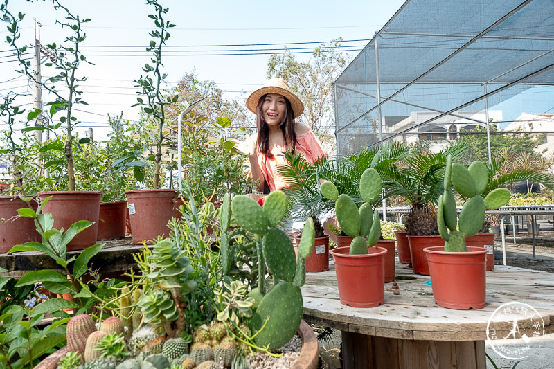 彰化景點》綠果庭院Green Life│多肉植物樂園×乾燥花拍照小屋 田尾公路花園這站要停！