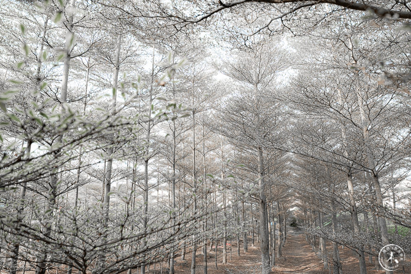 彰化景點》小葉欖仁森林│雪白冬季戀歌場景是假的！ 自然原色就很美～