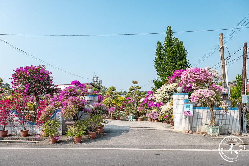 彰化景點》輝豐園藝九重葛之家│又到了盛開花期，花園迷宮朝聖去！