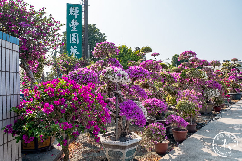 彰化景點》輝豐園藝九重葛之家│又到了盛開花期，花園迷宮朝聖去！