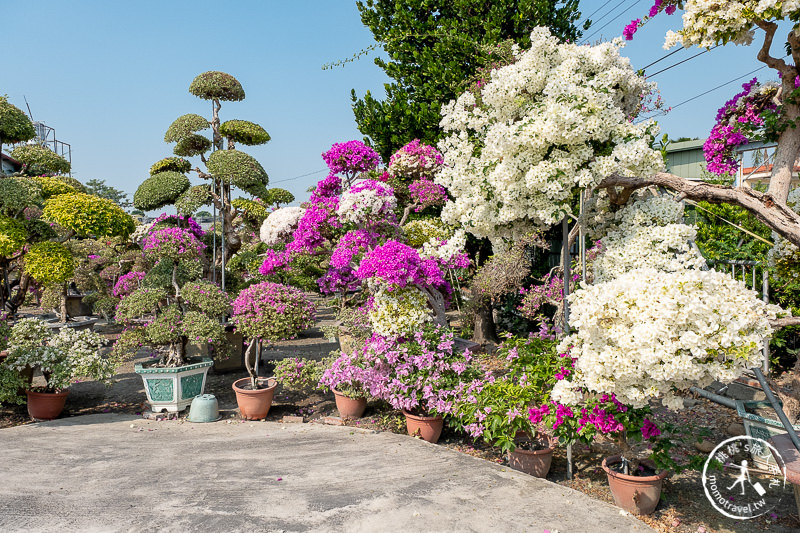 彰化景點》輝豐園藝九重葛之家│又到了盛開花期，花園迷宮朝聖去！