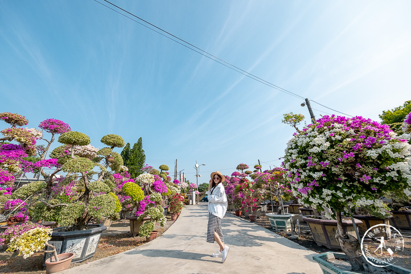 彰化景點》輝豐園藝九重葛之家│又到了盛開花期，花園迷宮朝聖去！