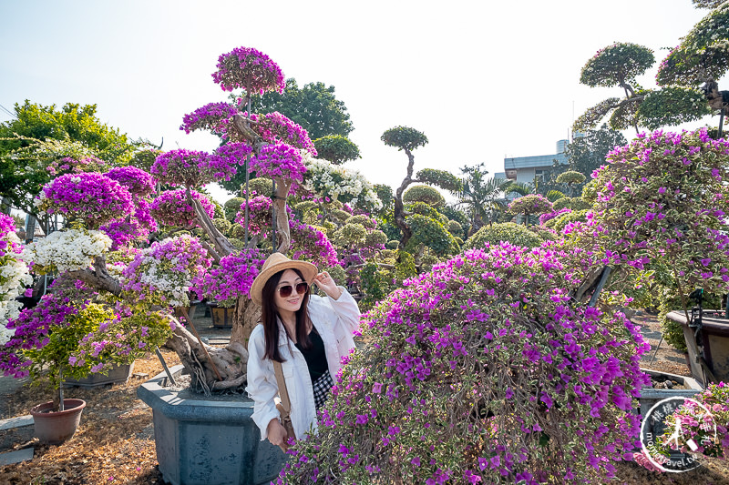 彰化景點》輝豐園藝九重葛之家│又到了盛開花期，花園迷宮朝聖去！