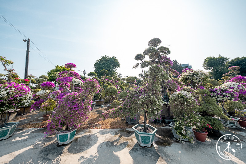 彰化景點》輝豐園藝九重葛之家│又到了盛開花期，花園迷宮朝聖去！