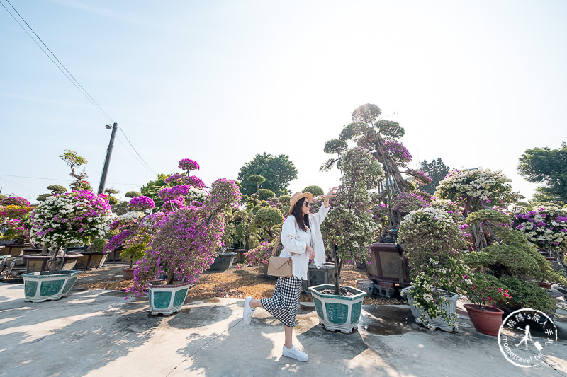 彰化景點》輝豐園藝九重葛之家│又到了盛開花期，花園迷宮朝聖去！