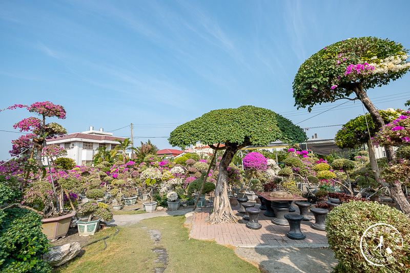 彰化景點》輝豐園藝九重葛之家│又到了盛開花期，花園迷宮朝聖去！