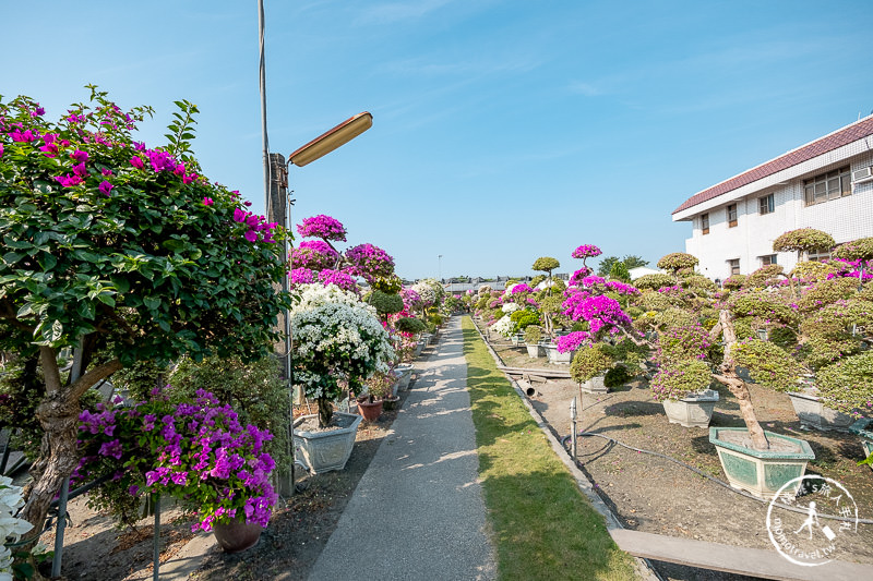 彰化景點》輝豐園藝九重葛之家│又到了盛開花期，花園迷宮朝聖去！