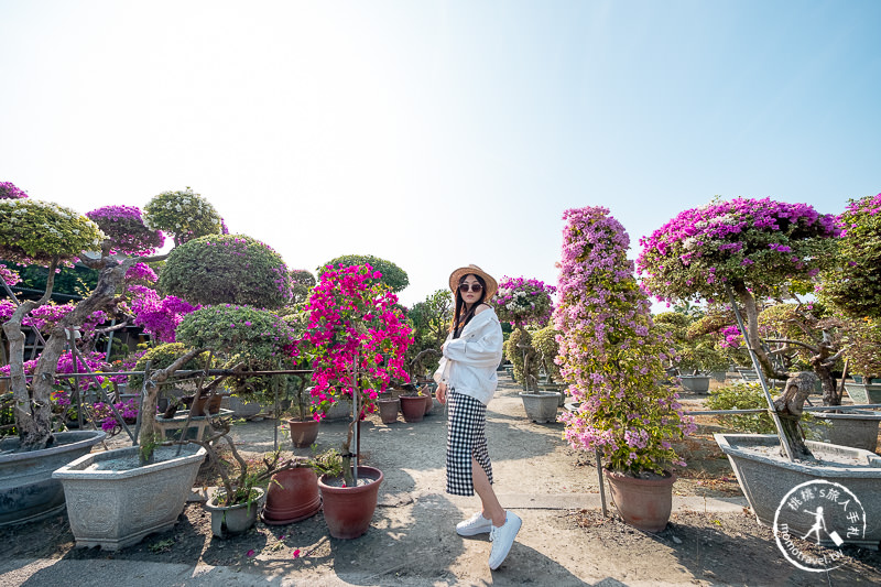 彰化景點》輝豐園藝九重葛之家│又到了盛開花期，花園迷宮朝聖去！