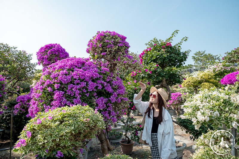 彰化景點》輝豐園藝九重葛之家│又到了盛開花期，花園迷宮朝聖去！