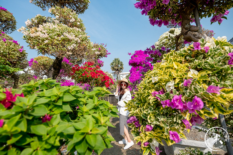 彰化景點》輝豐園藝九重葛之家│又到了盛開花期，花園迷宮朝聖去！