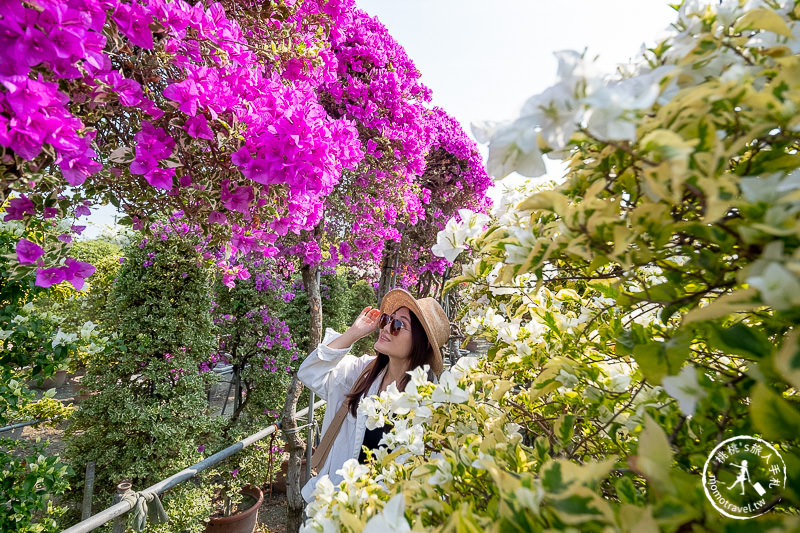 彰化景點》輝豐園藝九重葛之家│又到了盛開花期，花園迷宮朝聖去！